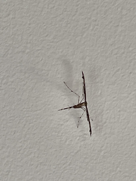 Is this a butterfly?