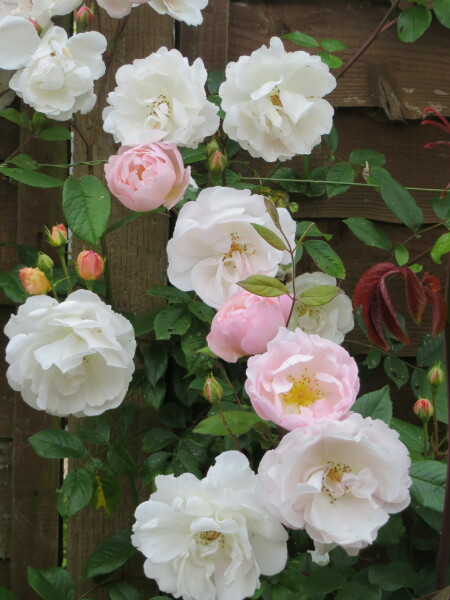 Rose and clematis combination
