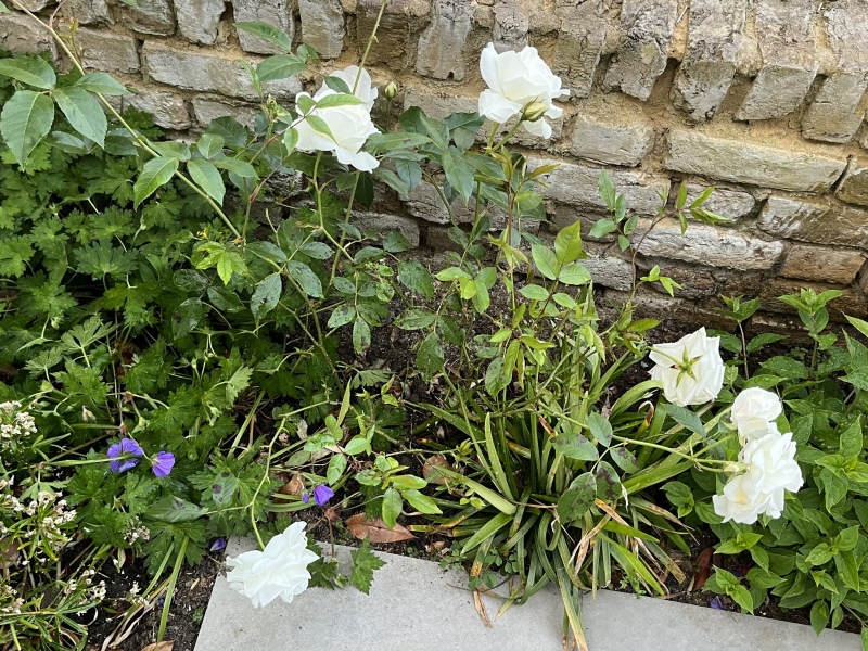 Rose bush - tie it somehow…?