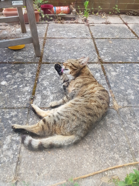 Thug cat part 5 - For he will not do destruction, if he is well-fed, neither will he spit without provocation.