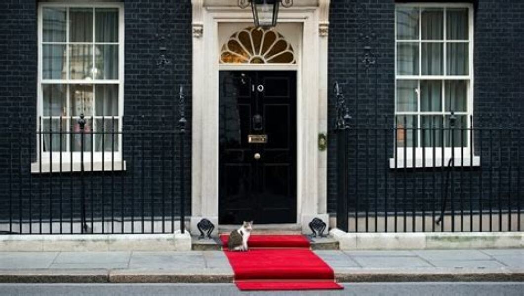 Heads should stop teachers allowing children to identify as cats, says No 10 