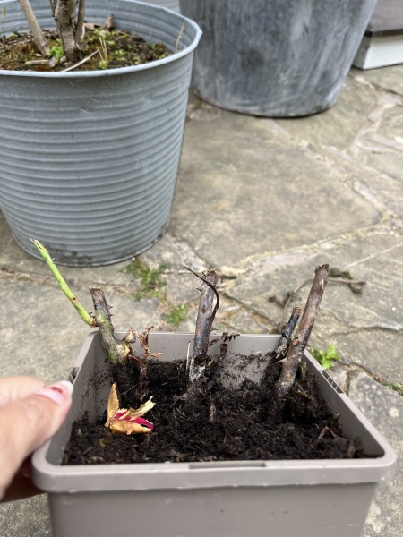Raising a Rose from the dead 