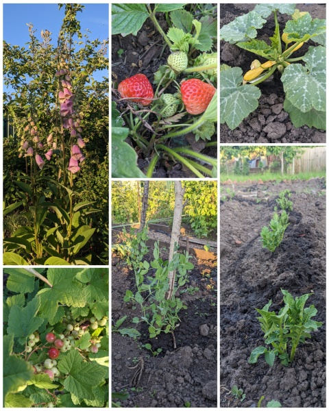 The Vegetable Patch Mark 2