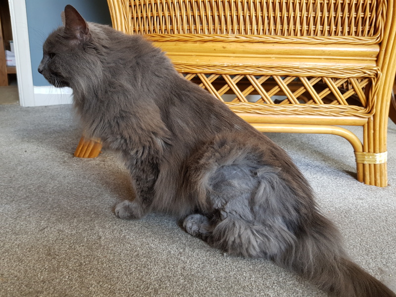 Cats used to be worshiped as Gods...
