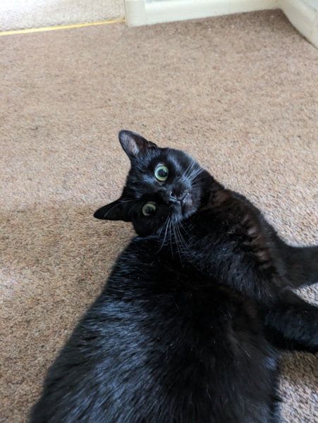My cat hurt a child today