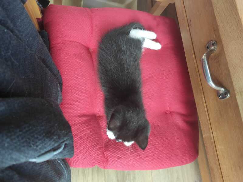 Cats used to be worshiped as Gods...