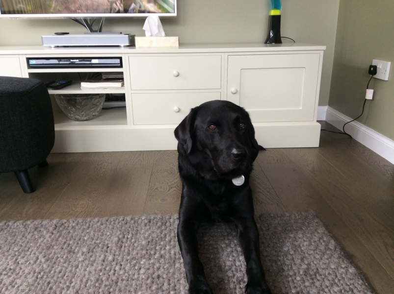 What mix is my dog ( photo included)