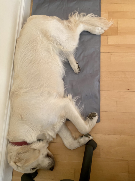 Puppy survival thread part 2