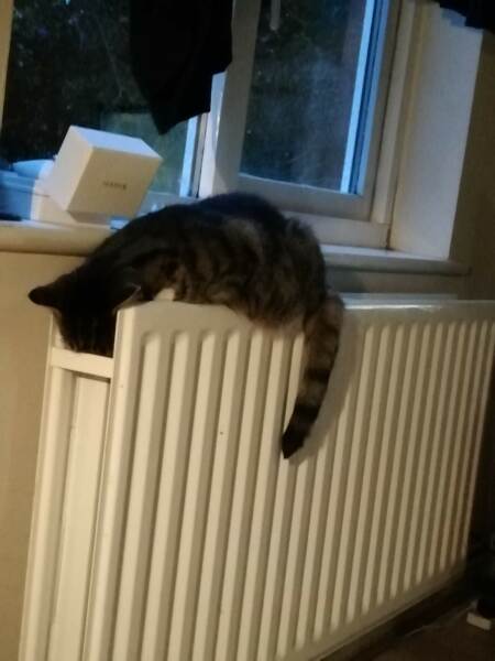 Where do your cats sleep?