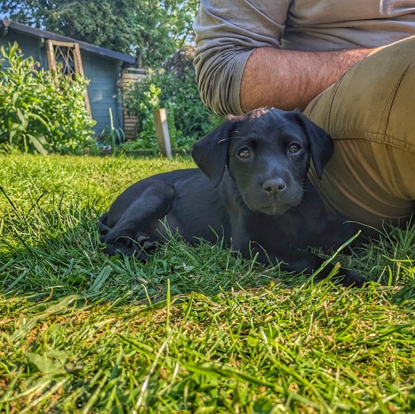 Puppy survival thread part 2