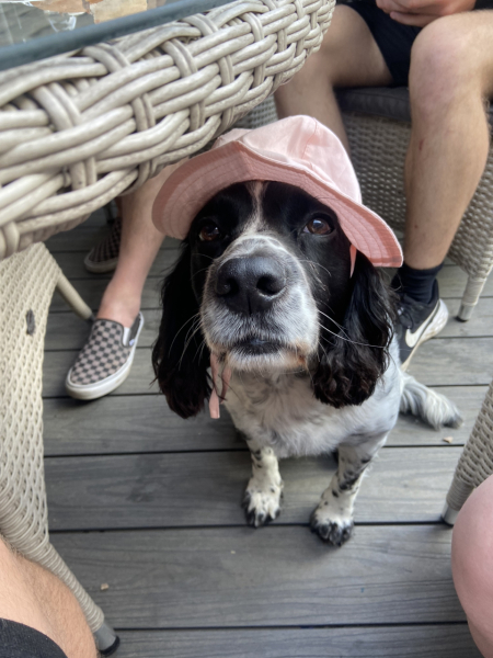 What do you call your dog…?