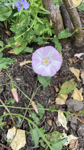 Plant ID