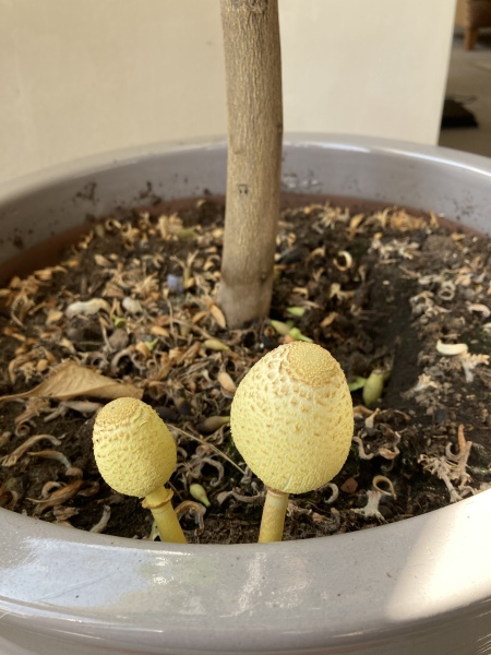 What the hell is this sprouting up side of my lemon tree?
