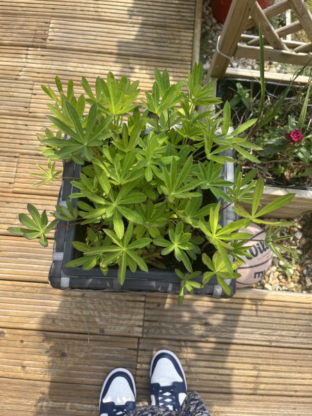 Why are my lupin not flowering?