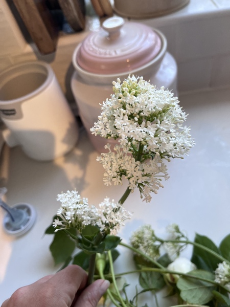 What is this white flower, please? 