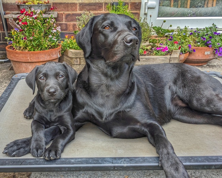 Puppy survival thread part 2