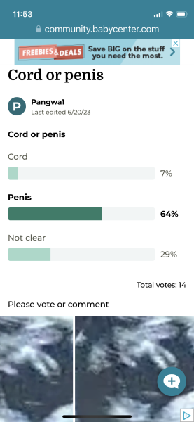 Cord or Penis 