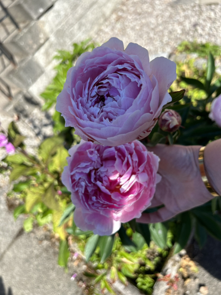 Have your peonies sprouted yet?