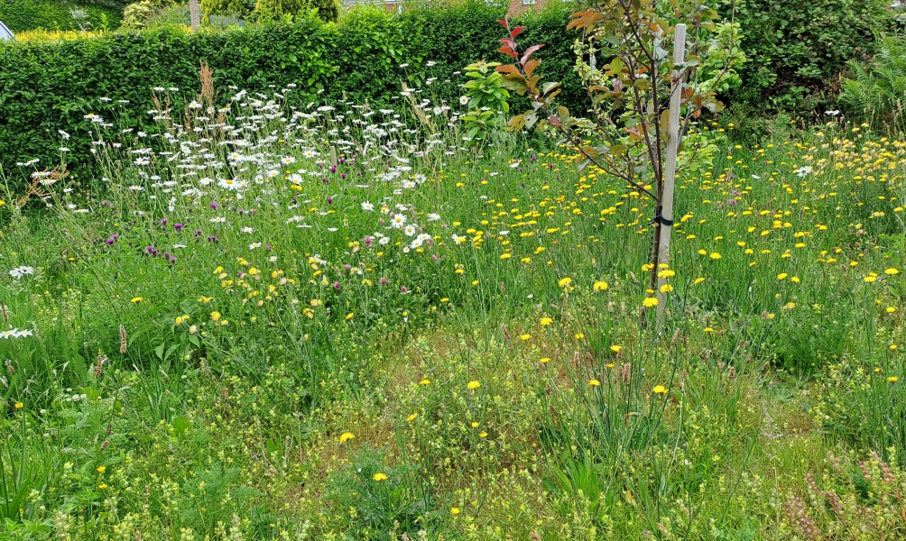 Anyone not cutting their grass - how's it going?