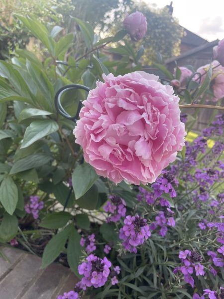 Have your peonies sprouted yet?