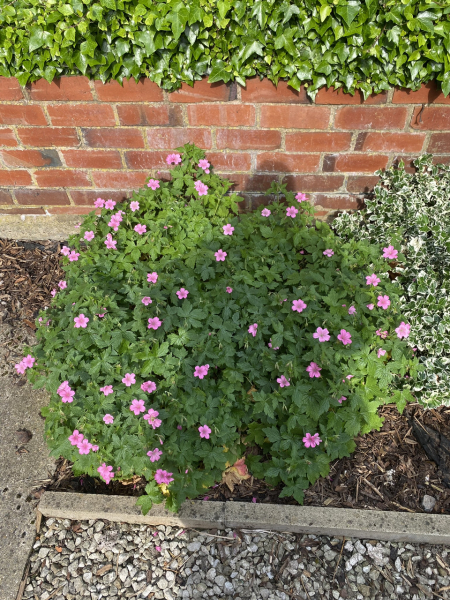 After forget-me-nots