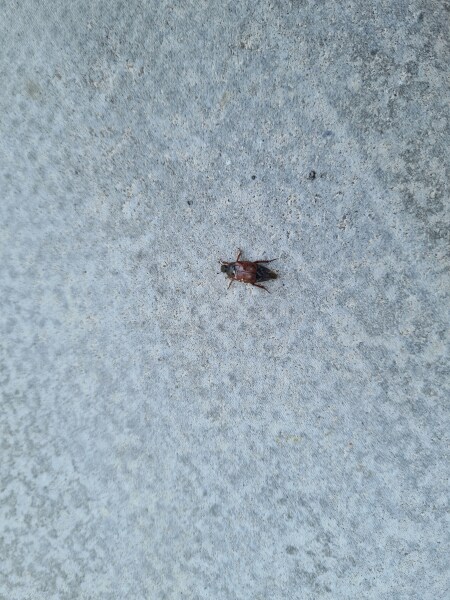 What's this beetle?