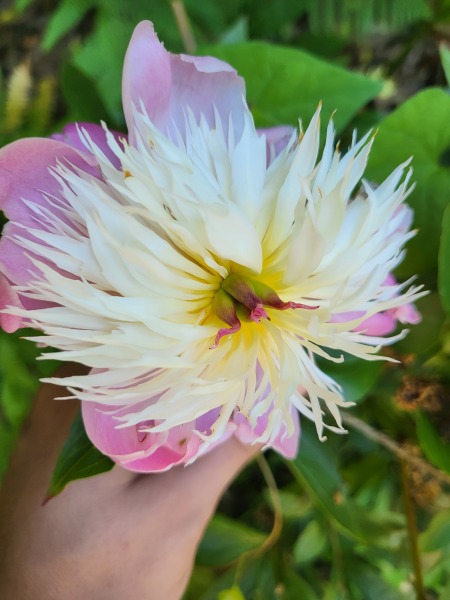 What have you done in the garden today? Part 2