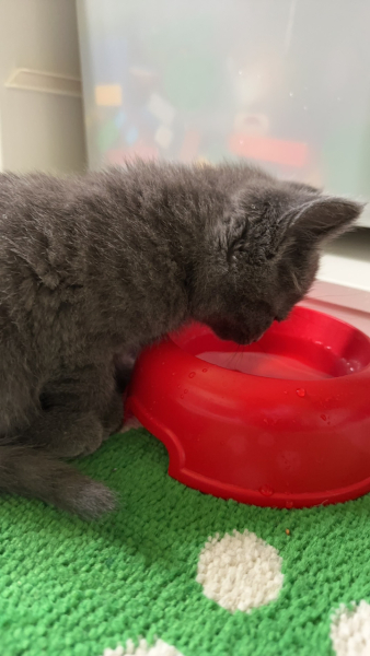 How long did older take to adapt to kitten?