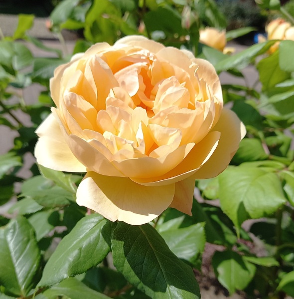 Rose Appreciation Thread