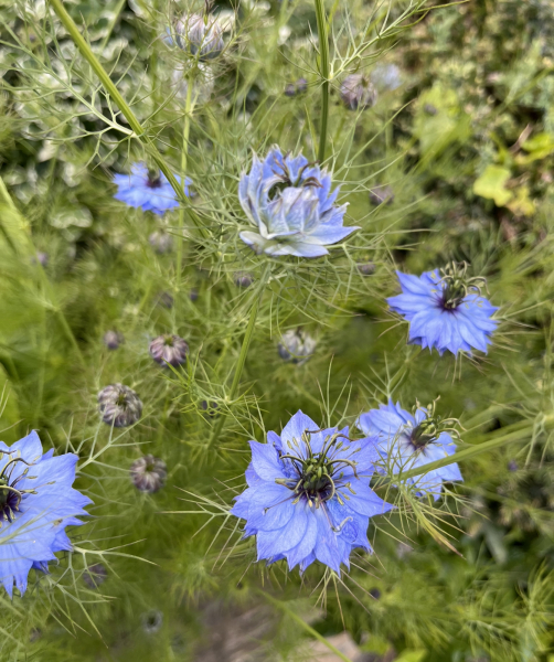 Can anyone identify these plants? 