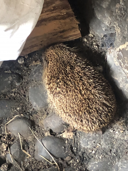 What have you done in the garden today? Part 2