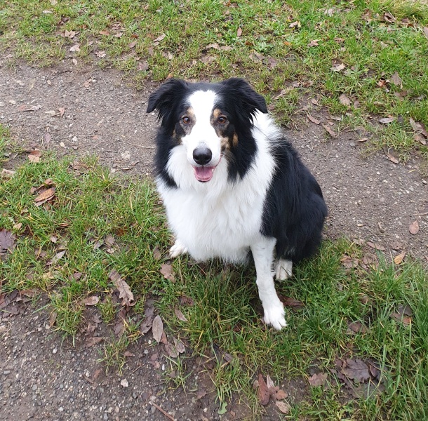 Border Collie Question
