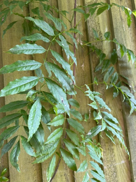 Plant ID please!