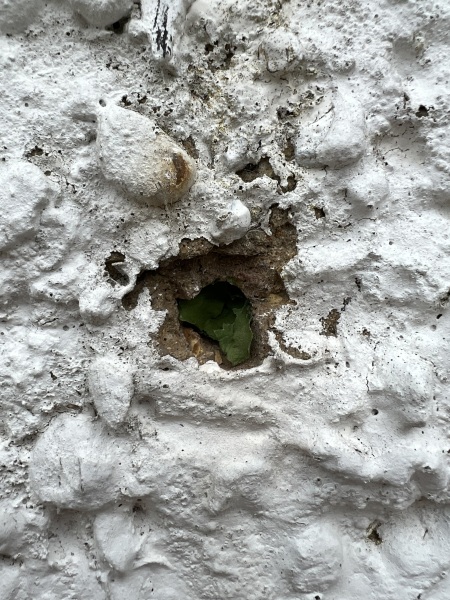 What have you done in the garden today? Part 2