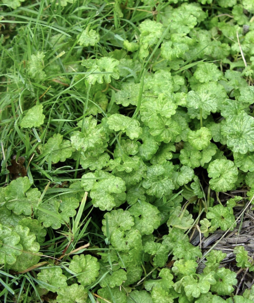 Killing lawn weeds but not the lawn