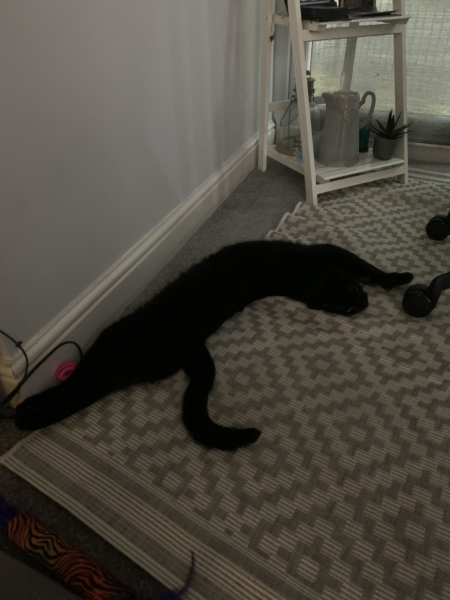 Cats used to be worshiped as Gods...