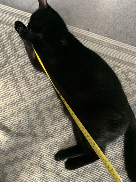 Cats used to be worshiped as Gods...