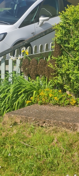 Where are all the bees?