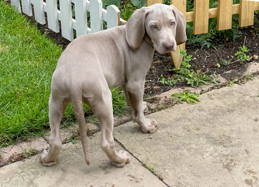 Puppy survival thread part 2