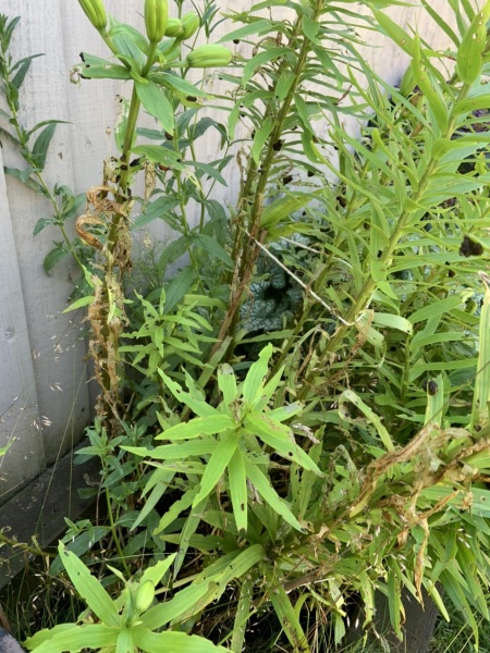 What the hell are these that have destroyed my lilies?