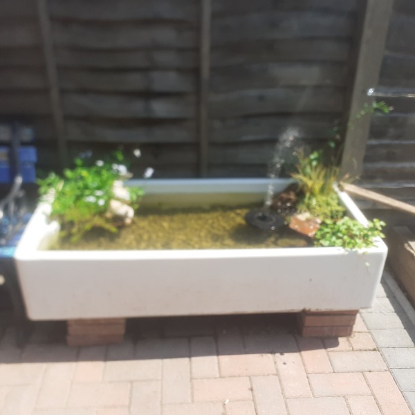 Wildlife pond and mosquito larvae