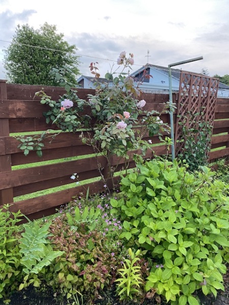 Rose ID Help