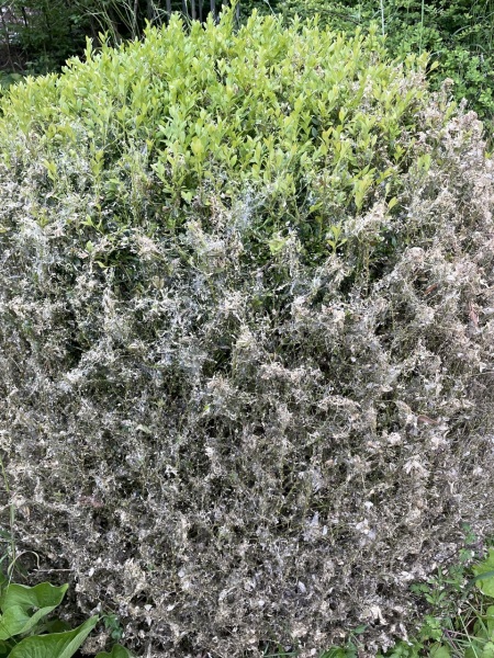 Please help my bush!! Photo attached