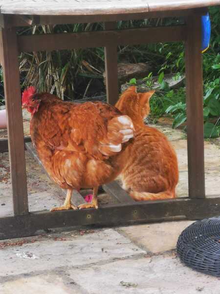 Chickens!!
