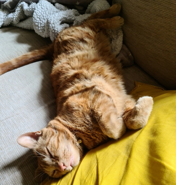 A Very Great Quantity Of Excellent Cats