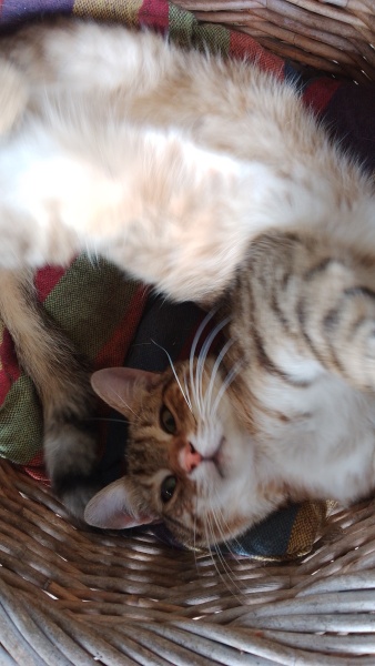 A Very Great Quantity Of Excellent Cats
