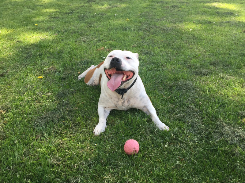 New puppy, desperate for help
