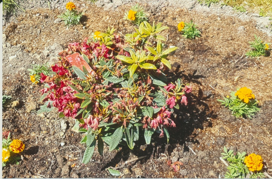 How can I restore this unhappy rhododendron?