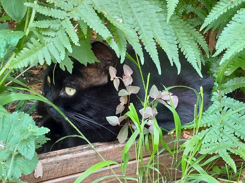 Let's have a happy thread. Show me your kitties.