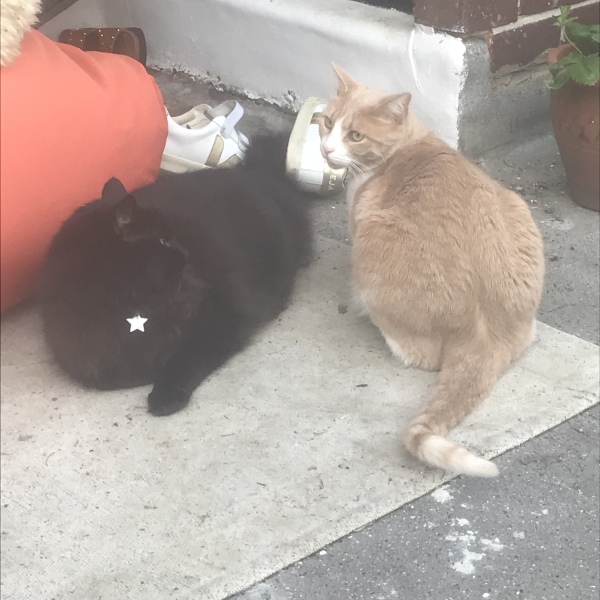 A Very Great Quantity Of Excellent Cats